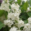 Syringa vulgaris 'Vestale' 2